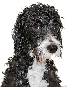 odour_wet_dog Wellington Odour Removal